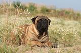 BULLMASTIFF 192